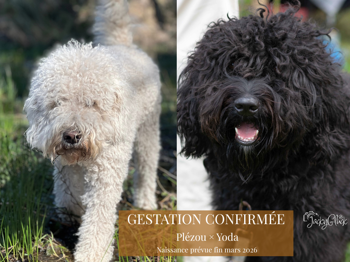 Gestation confirmée Plézou & Yoda 🐾