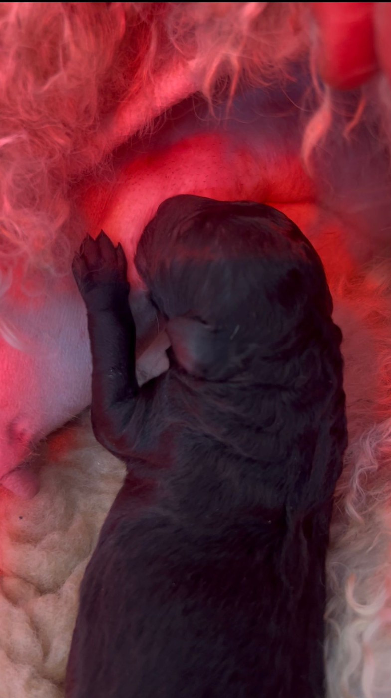 Naissance chez Plézou & Yoda 🐾