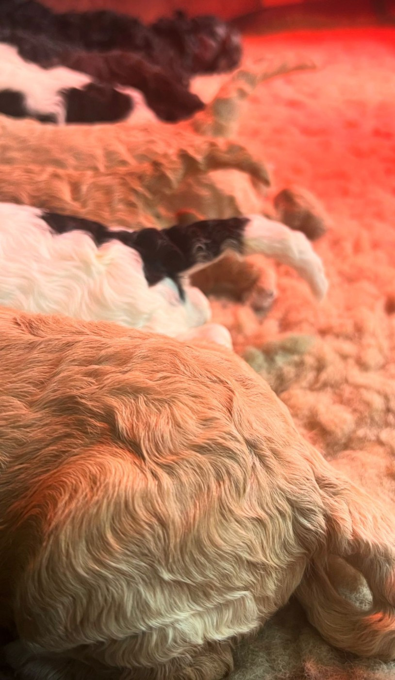 Prochaine portée prévue début 2027