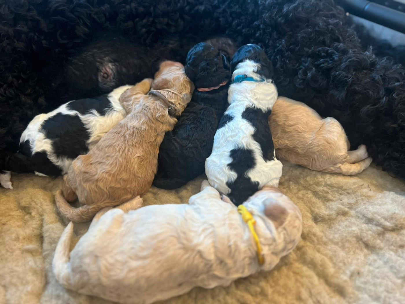 Chiot Barbet De L'Etang Phoenix